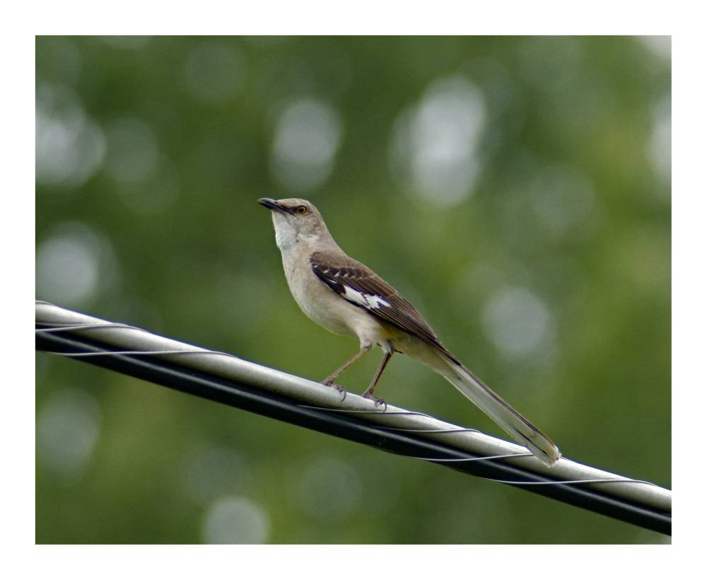 Northern Mockingbird