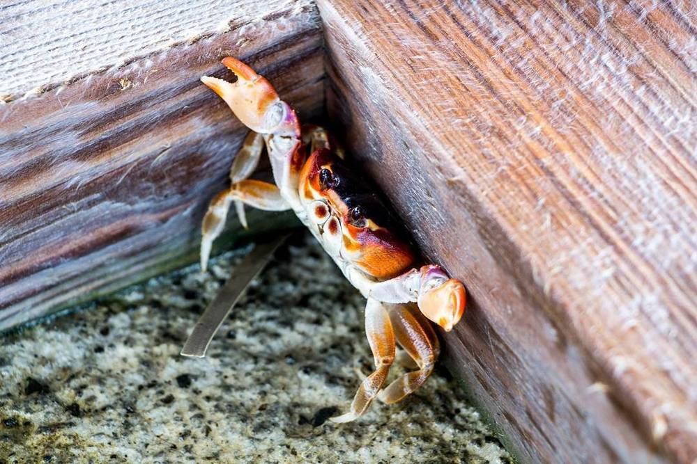 A colourful crab climbing the corner of a wooden dock.