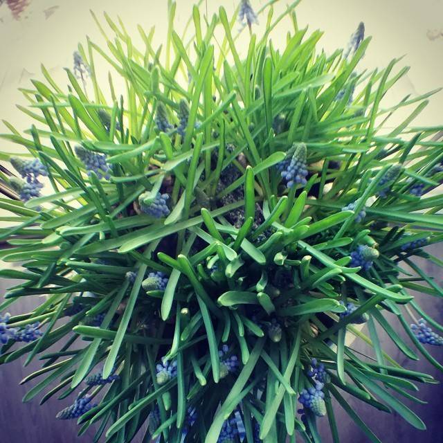 A cluster of grape hyacinth flowers with slender green leaves and small blue buds.