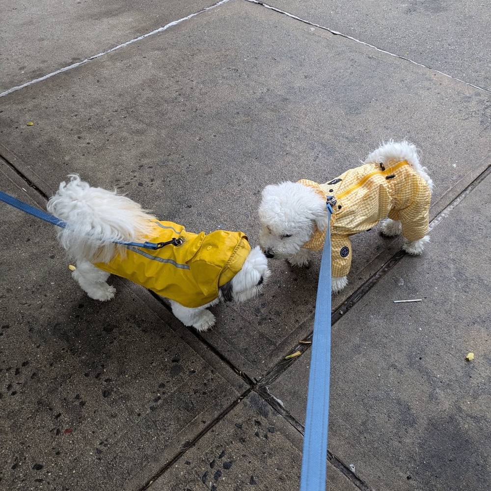 Another rainy day, but I matched with my friend Cooper 👬, photo 1 of 1