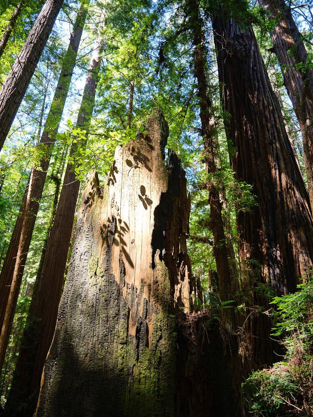 redwood reflections