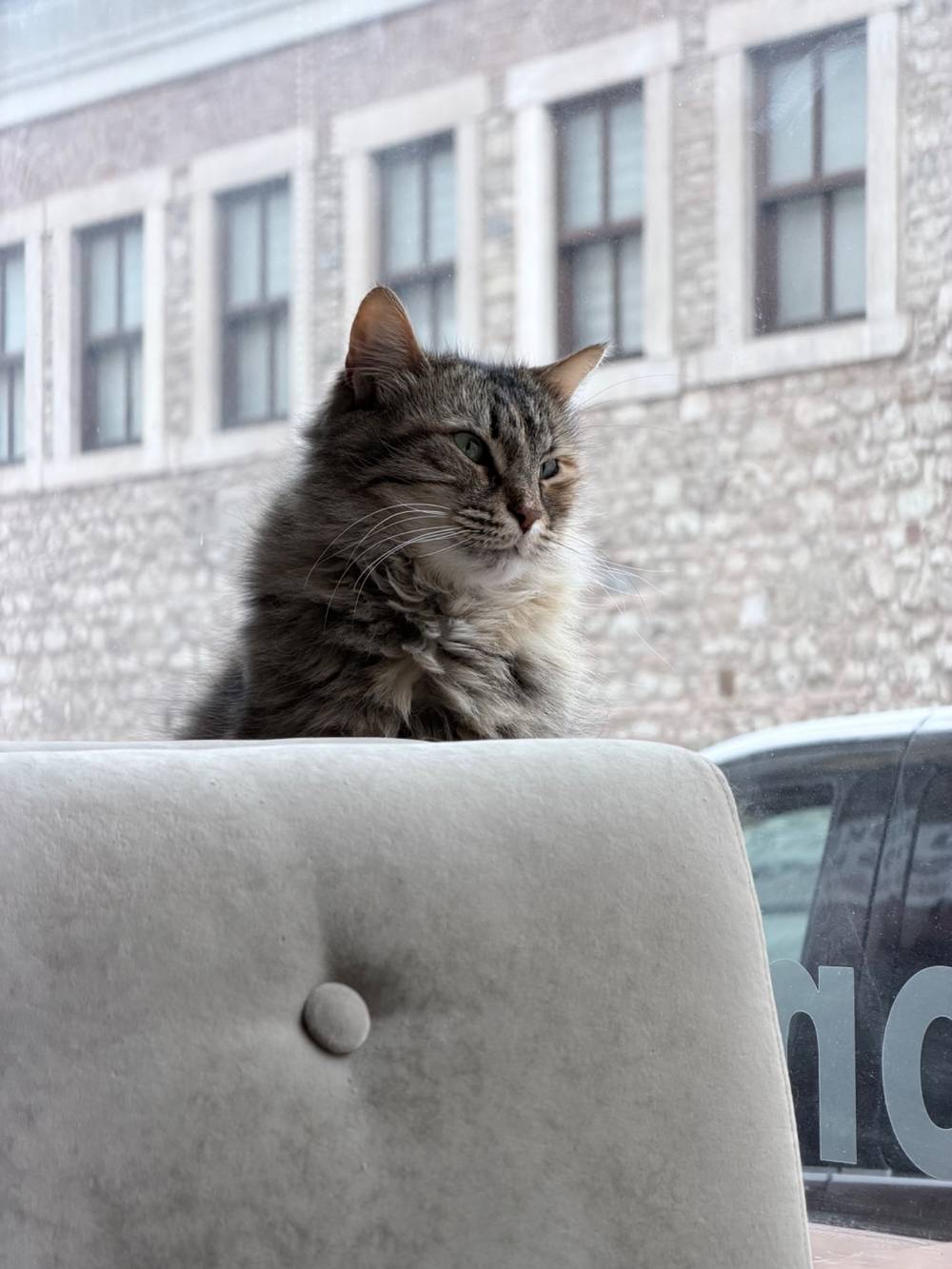 You thought I was done? No. Photogenic as fuck cat.
