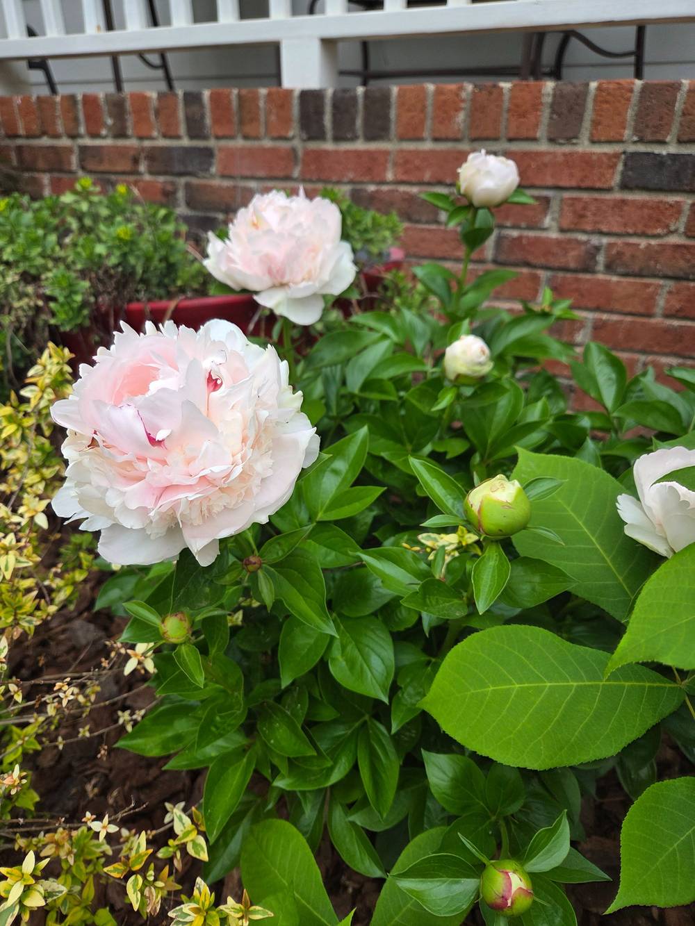 Blooming garden flowers