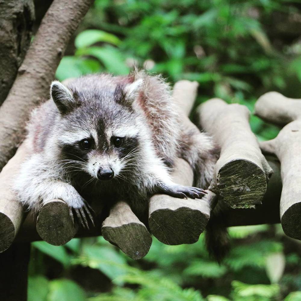 A raccoon resting on wooden logs among green foliage.