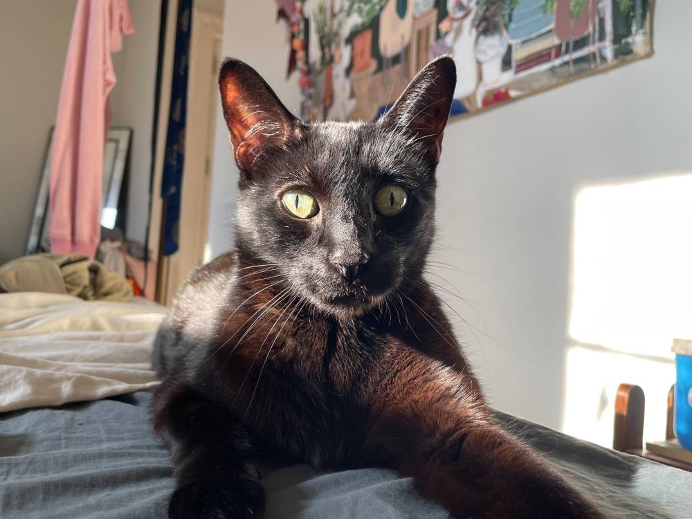 Otis 2010 - 2025
