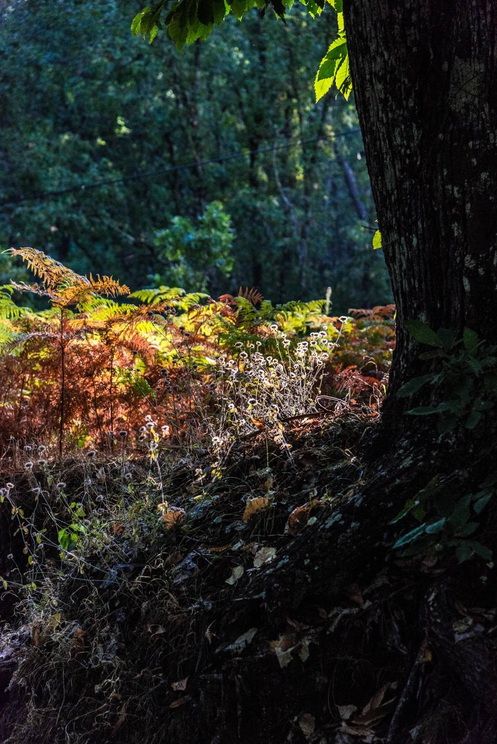 Luz de otoño en el camino