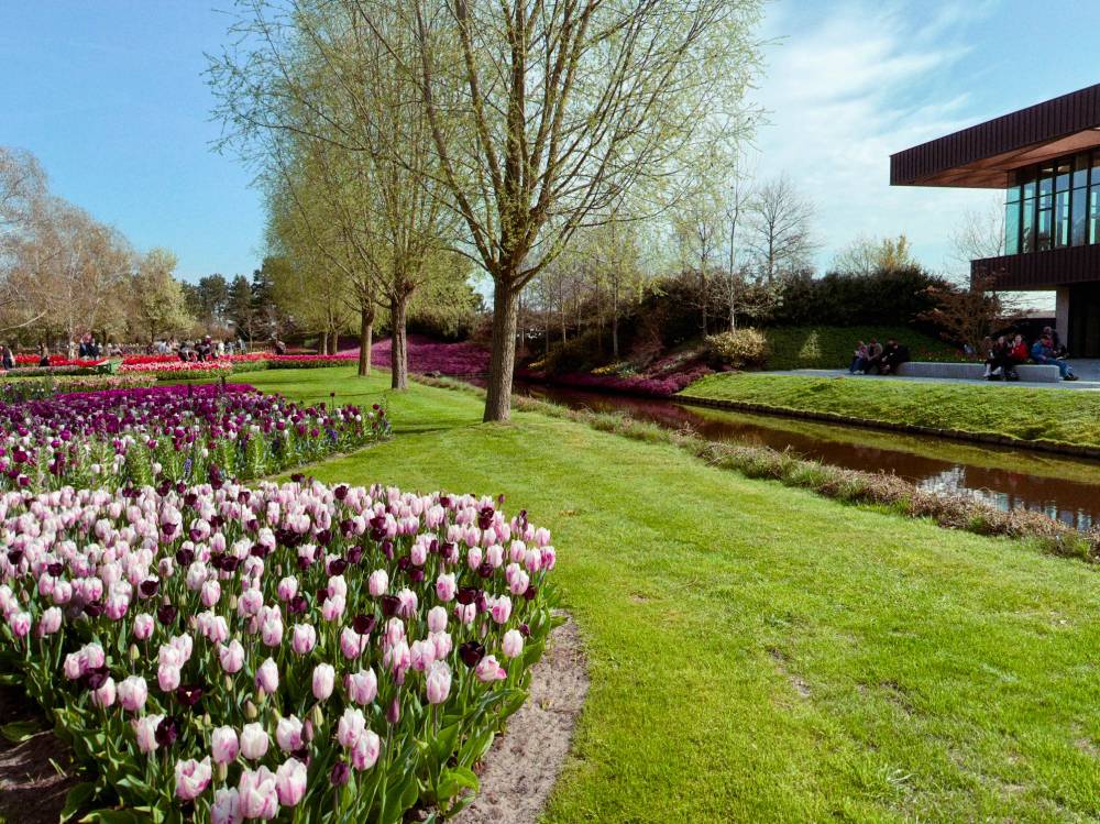 A photo of a bed of tulips and a tree at Keukenhof 