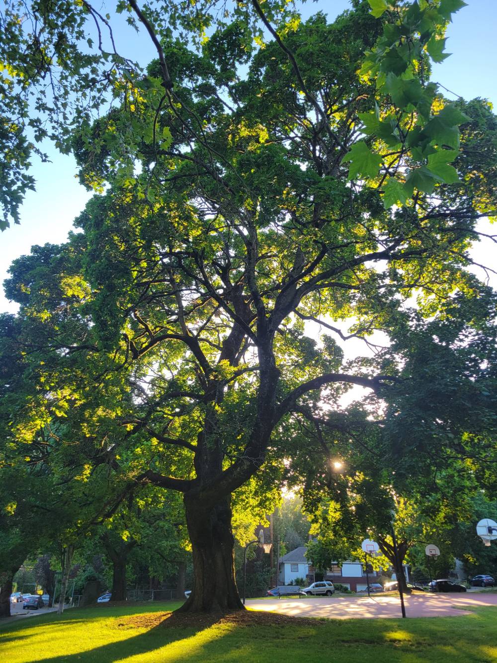 magnificent tree