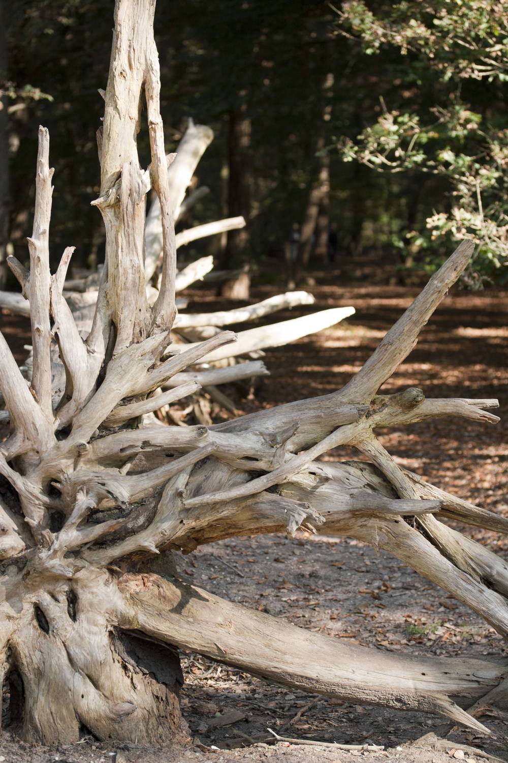 Bare, twisted driftwood branches lie scattered on a sandy forest floor.