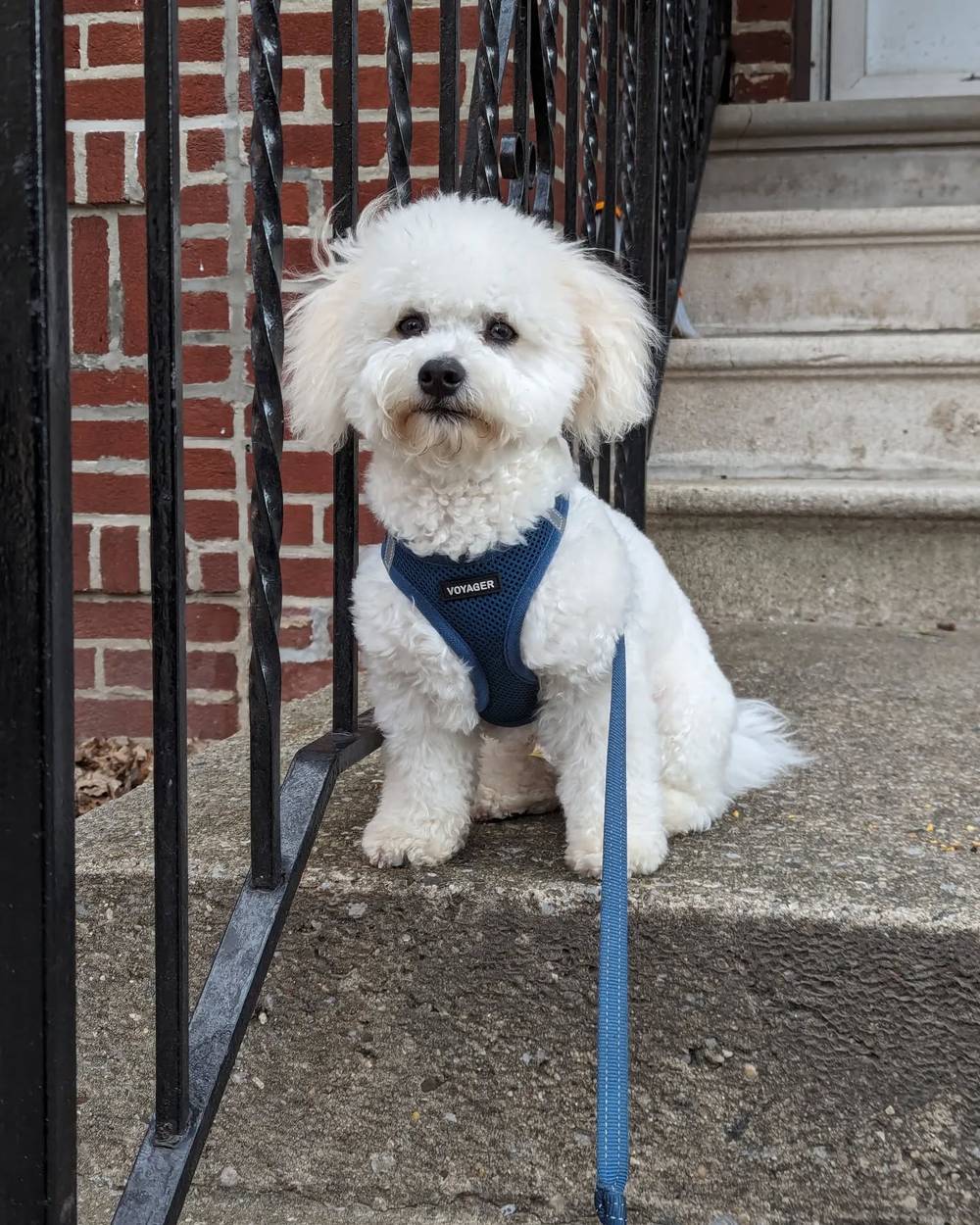 Kibi looks so handsome with his new haircut!