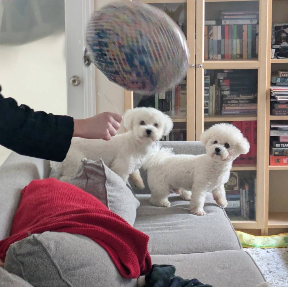 We were afraid of mommy's birthday balloon 😢