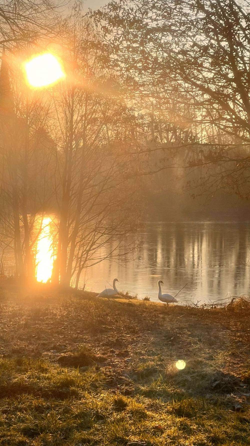 pond with swans, bright sun in the left corner reflecting on the water 