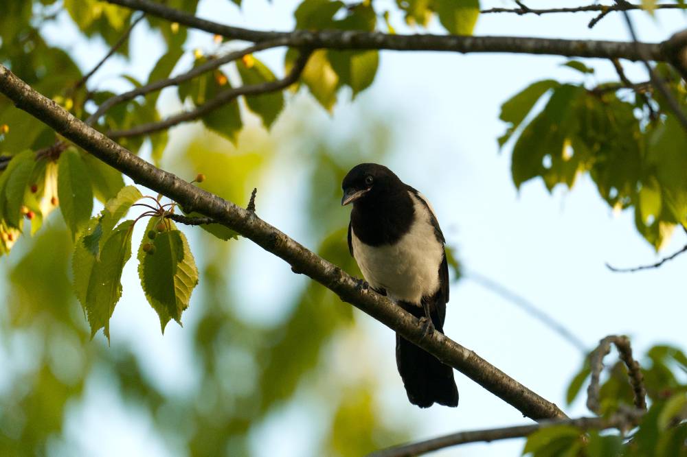 Young Magpie