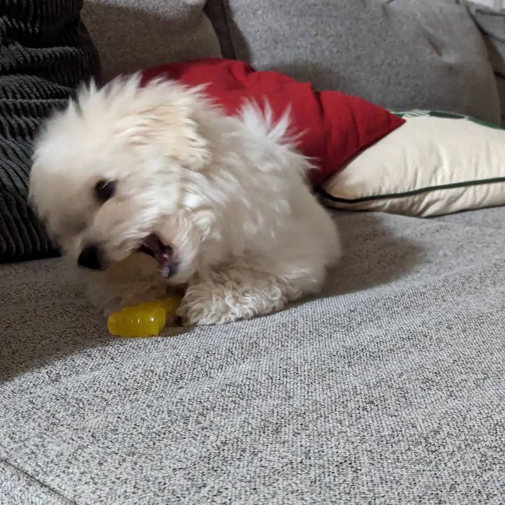 #bichonsofinstagram #bichon #bichonfrise, photo 1 of 4