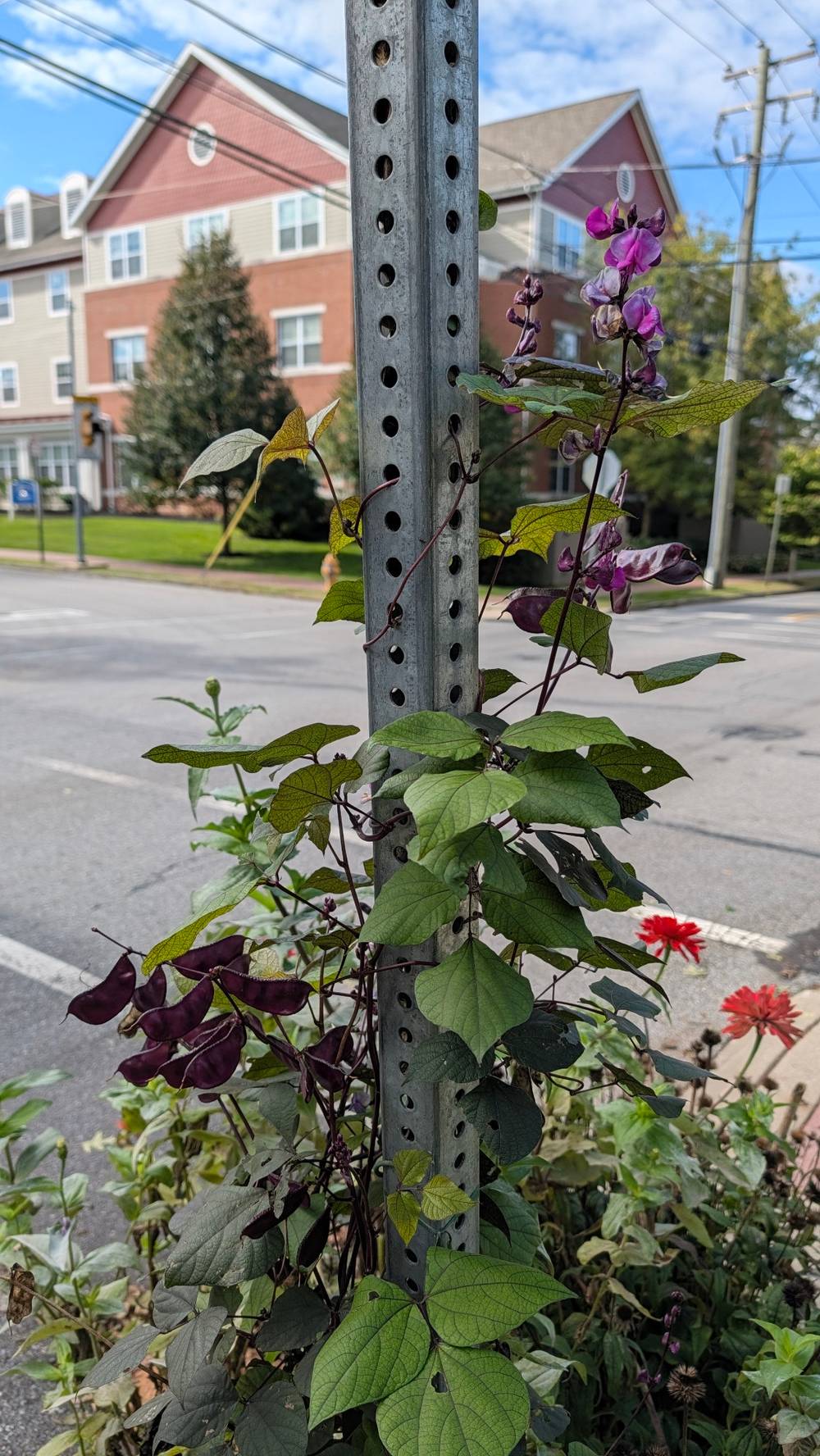 Closeup of vines growing into a stop sign stand