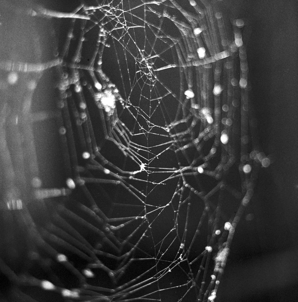 Spiderweb
