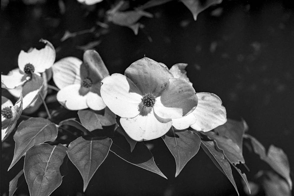 A cluster of Kousa dogwood blossoms in dappled sun, viewed slightly from above. Three flowers spread their four pointed white bracts around dark, knobby central flower heads. Broad, veined leaves cup the blossoms from below and behind; the background drops to near-black, throwing the pale bracts into sharp relief.