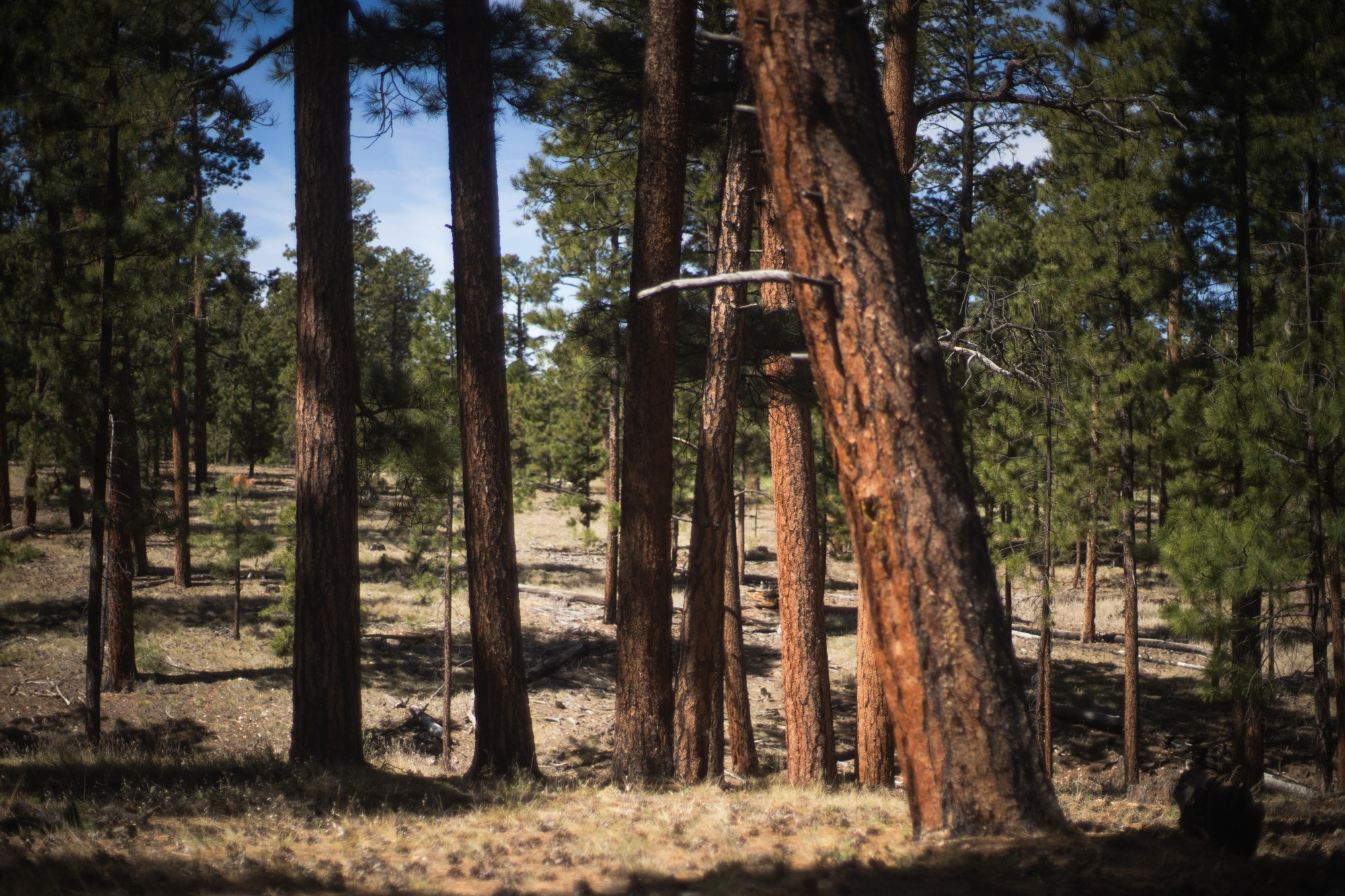 Evergreen trees line a section of the Kaibab Plateau