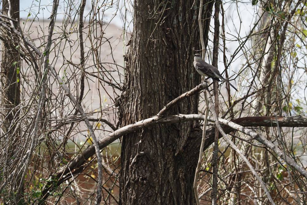 A  wide shot mockingbird sitting on a branch looking toward the viewer.