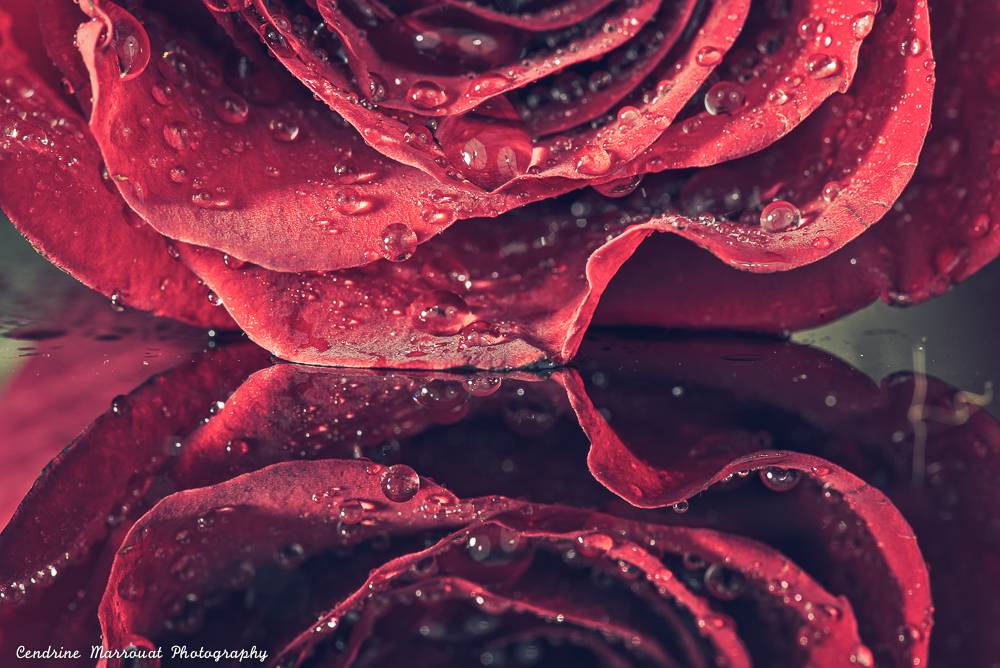 Rose, 2017