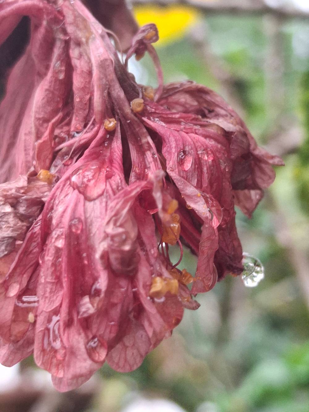 Hibiscus, photo 2 of 6