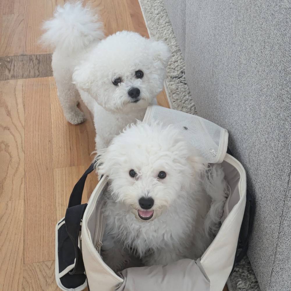 I'm getting so big, I have to use my older brother's carrier now 🫣, photo 1 of 1