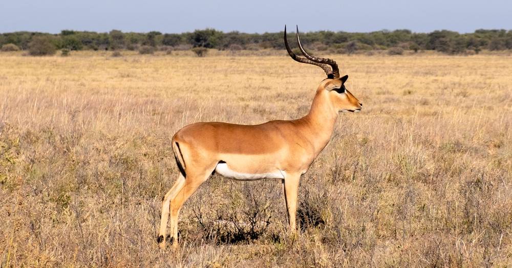 Gazelle