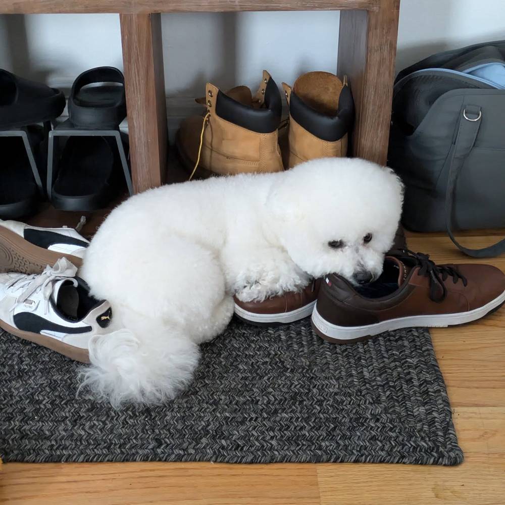I have so many nice beds to lay on, but they're not as comfy as these shoes 👟, photo 1 of 1