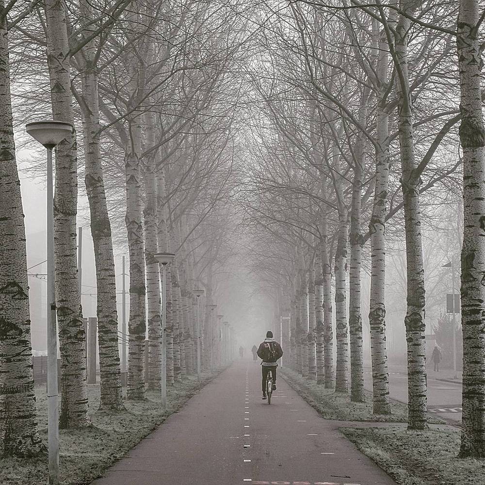 Morning cycle through the trees and fog