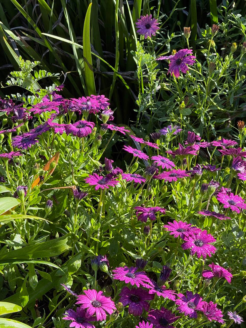purple wet african daisies