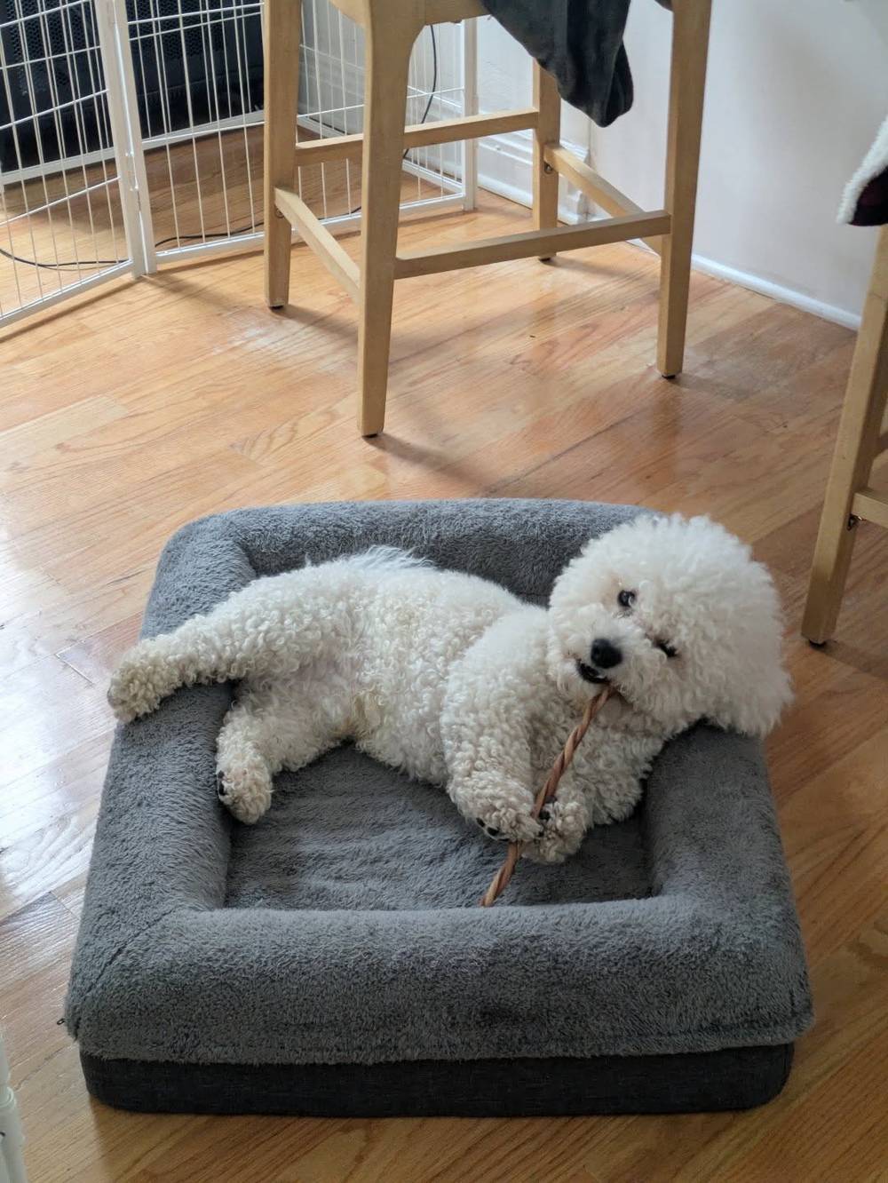 Happy Wednesday! Today I'm enjoying a braided lamb bully stick 😀🐑