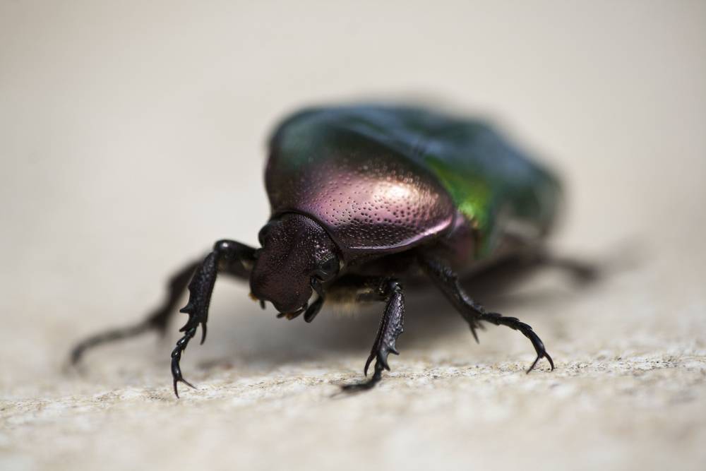 A metallic green and pink beetle climbs across a stone surface, legs outstretched.