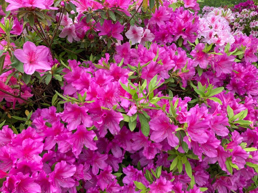 ツツジ　Azalea