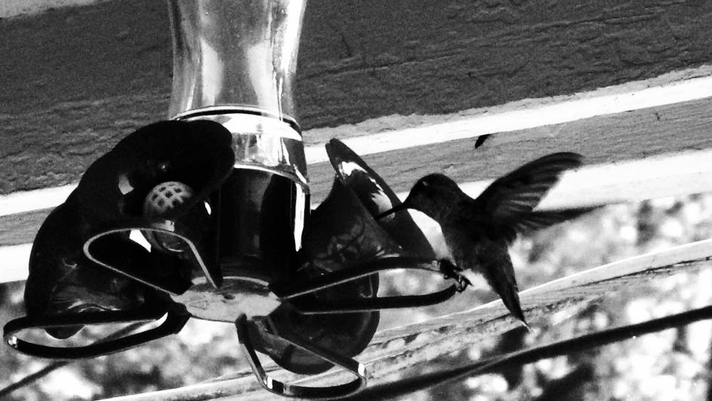 Hummingbird