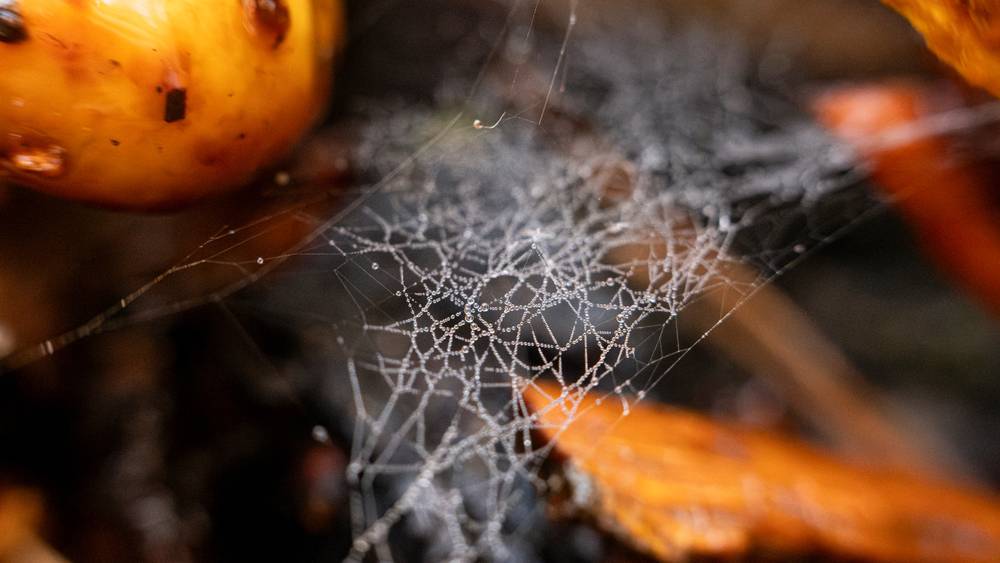 detailled shot of a spiderweb between orange mushrooms, there's water drops caught in the web