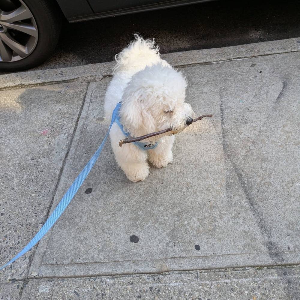 I've discovered that I love sticks, photo 2 of 3