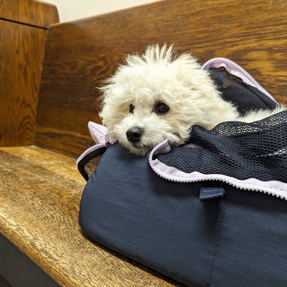 He thinks if he stays in his bag, he won't have to see the vet 😭