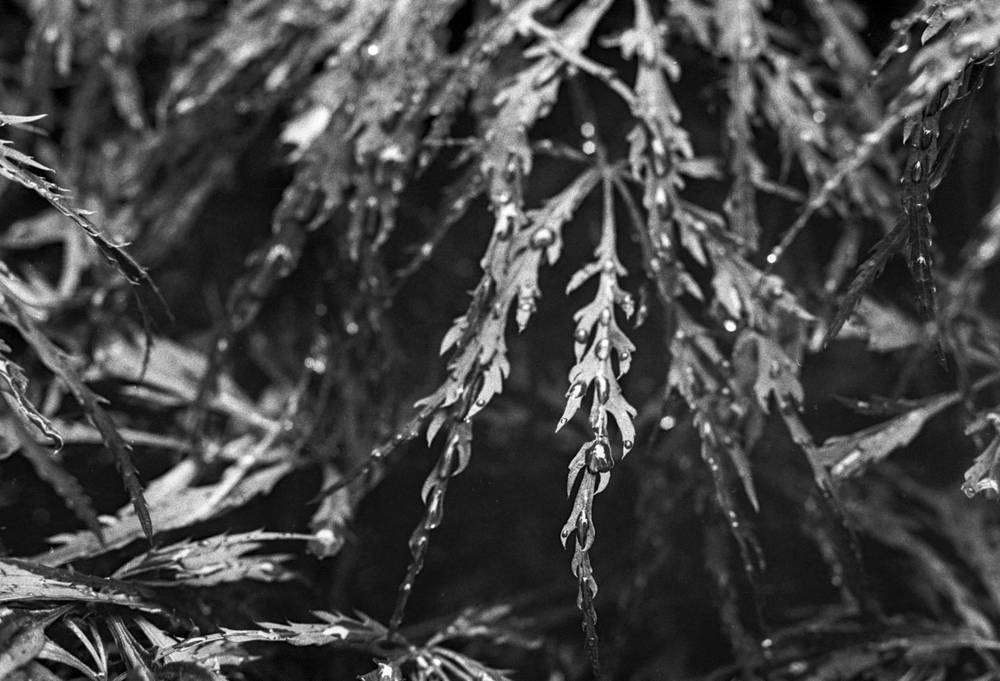 Close up of Japanese maple leaves with water droplets on them in black and white.