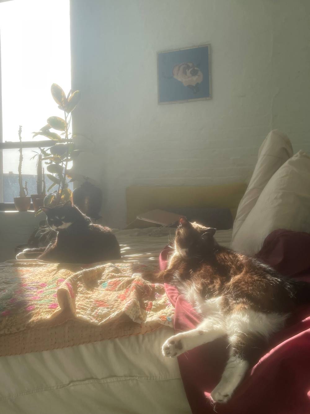 to be a cat in the sun 🌞