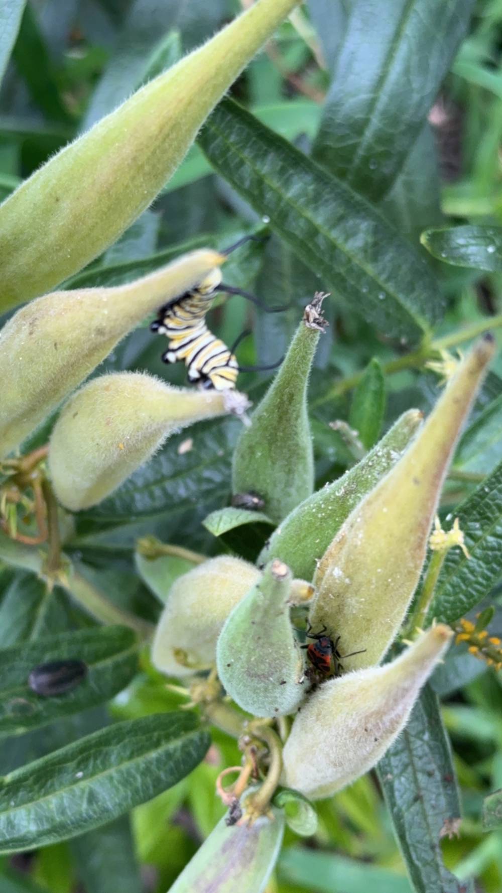 A monarch butterfly caterpillar (D. plexippus) on seed pods from a common milkweed (Asclepias tuberosa).