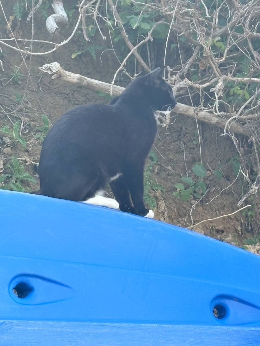 Joey, a black-and-white cat, sits alertly on the edge of a bright blue kayak, looking to the right with his back turned to the camera. Behind him is a rough bank with tangled branches, roots and sparse greenery.