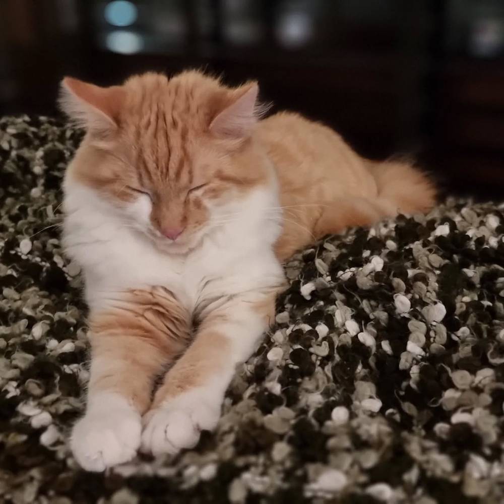 A ginger and white cat curled up asleep on a textured knit cushion.