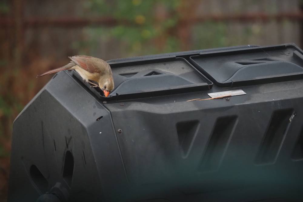 Same cardinal dipping beak into water on barrel.