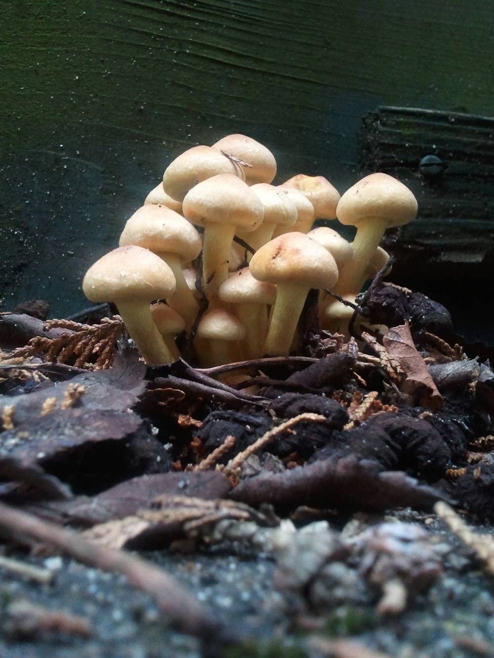A cluster of pale mushrooms grows on a dark, decaying log.