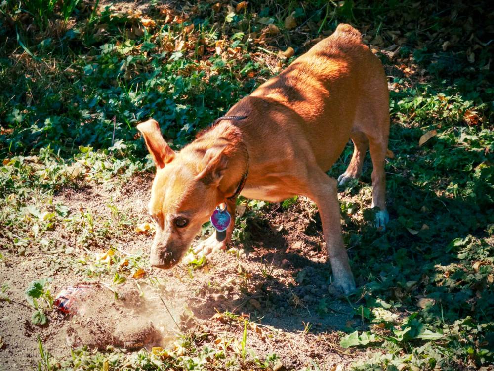 Chew toy sprinkled in dirt? Job’s done. 👷‍♂️