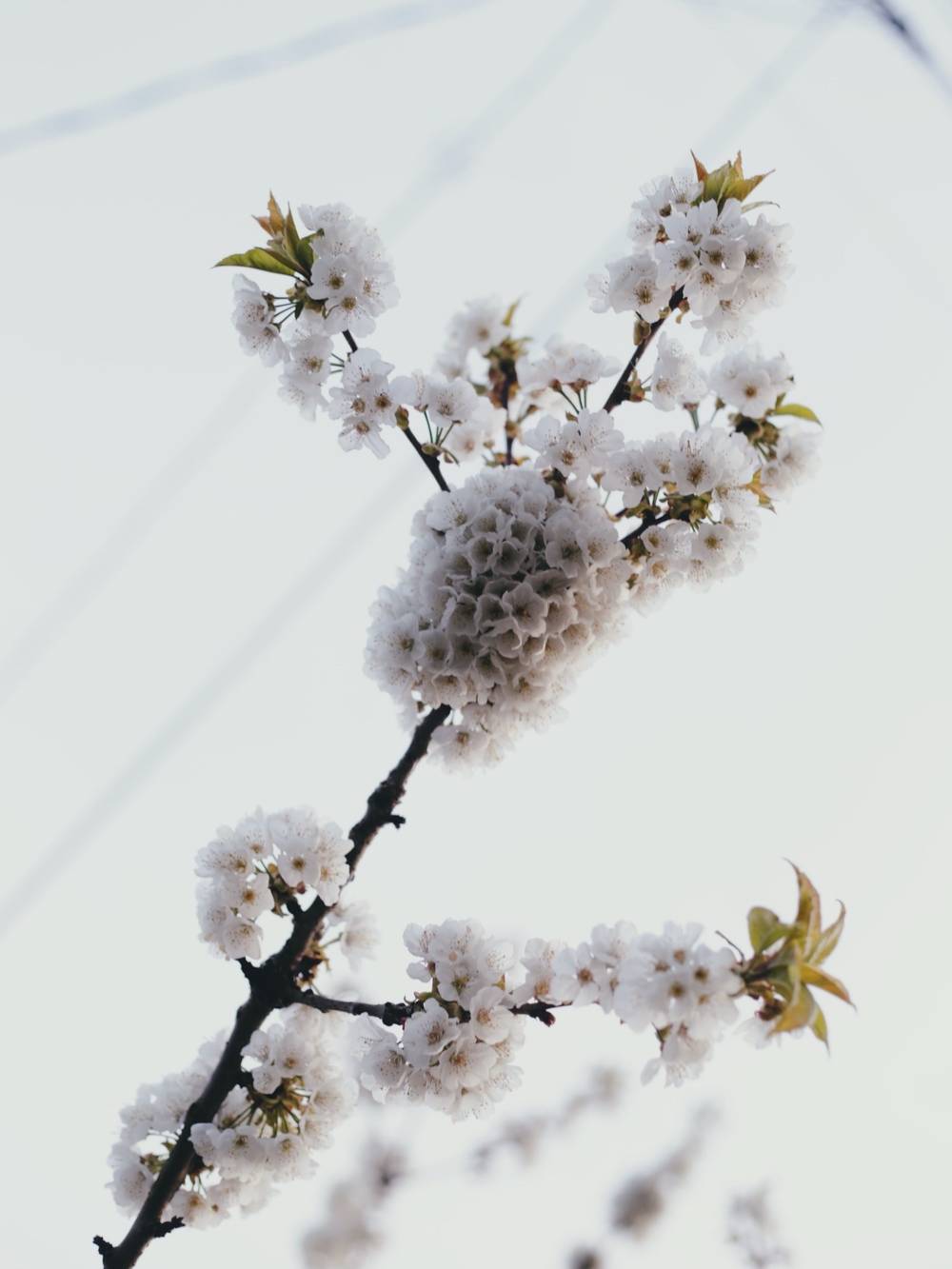 White cherry blossoms
