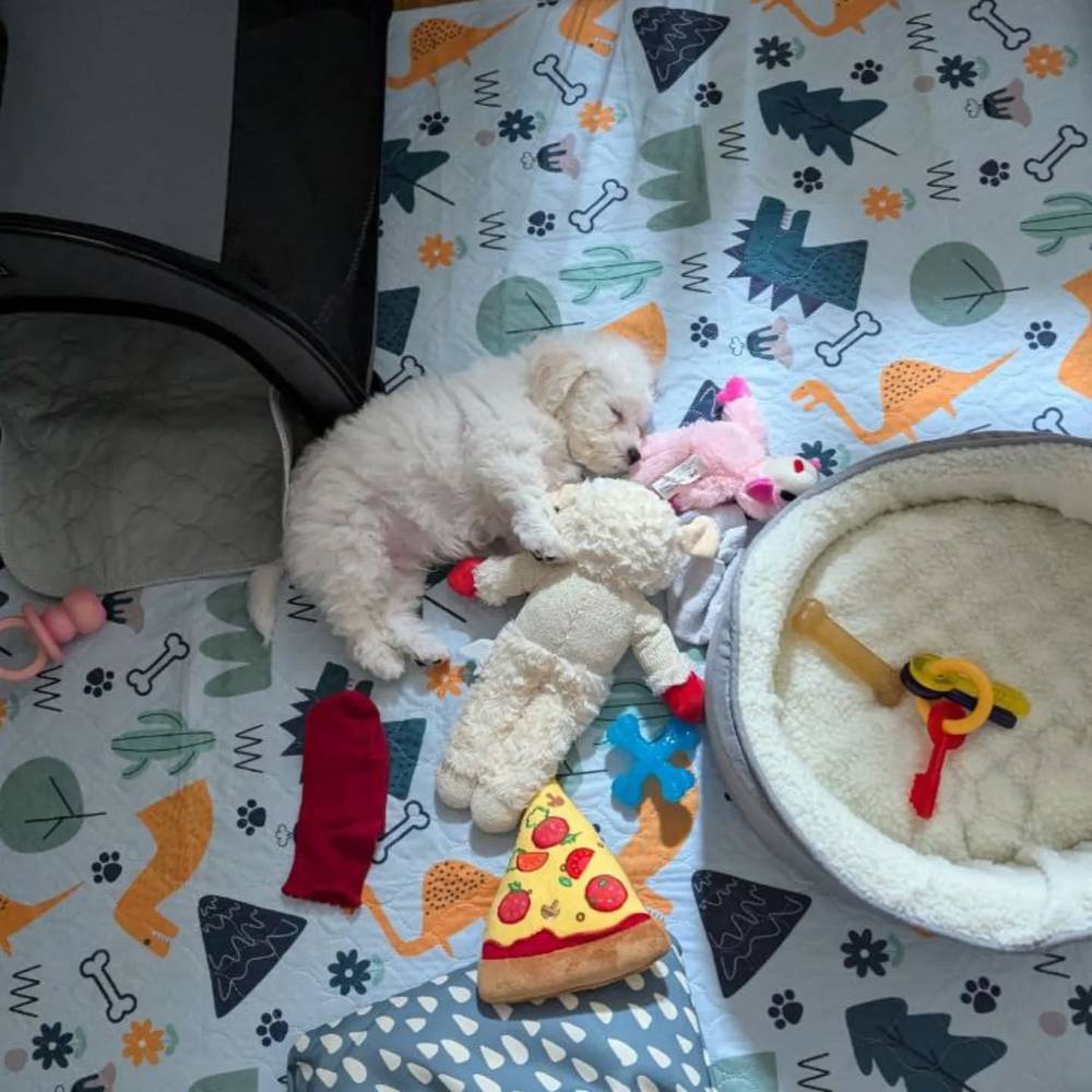 Throwback to my first day at home ☺️ I still chew on that lamb chop but she has one less ear now 🫣