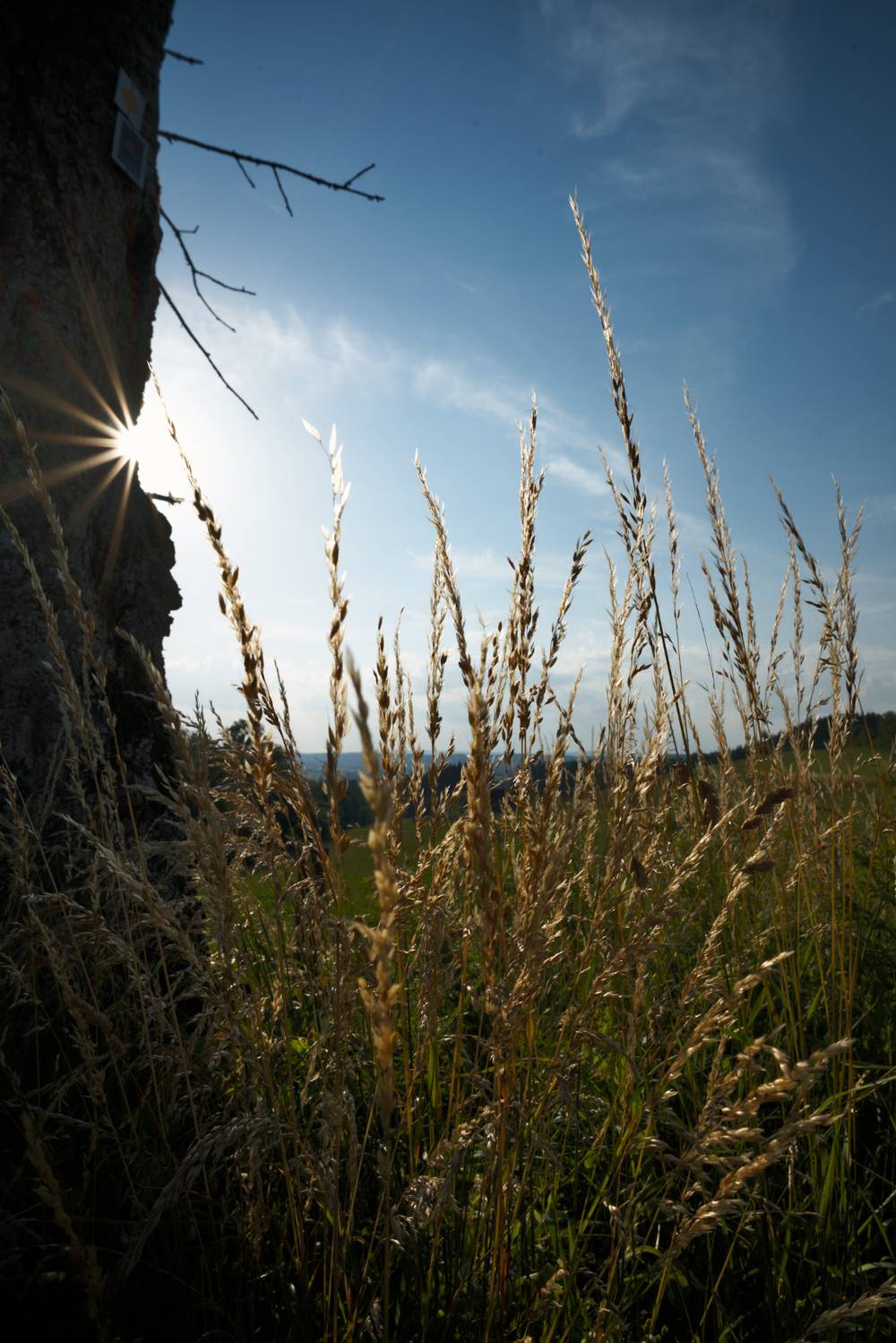 Grain