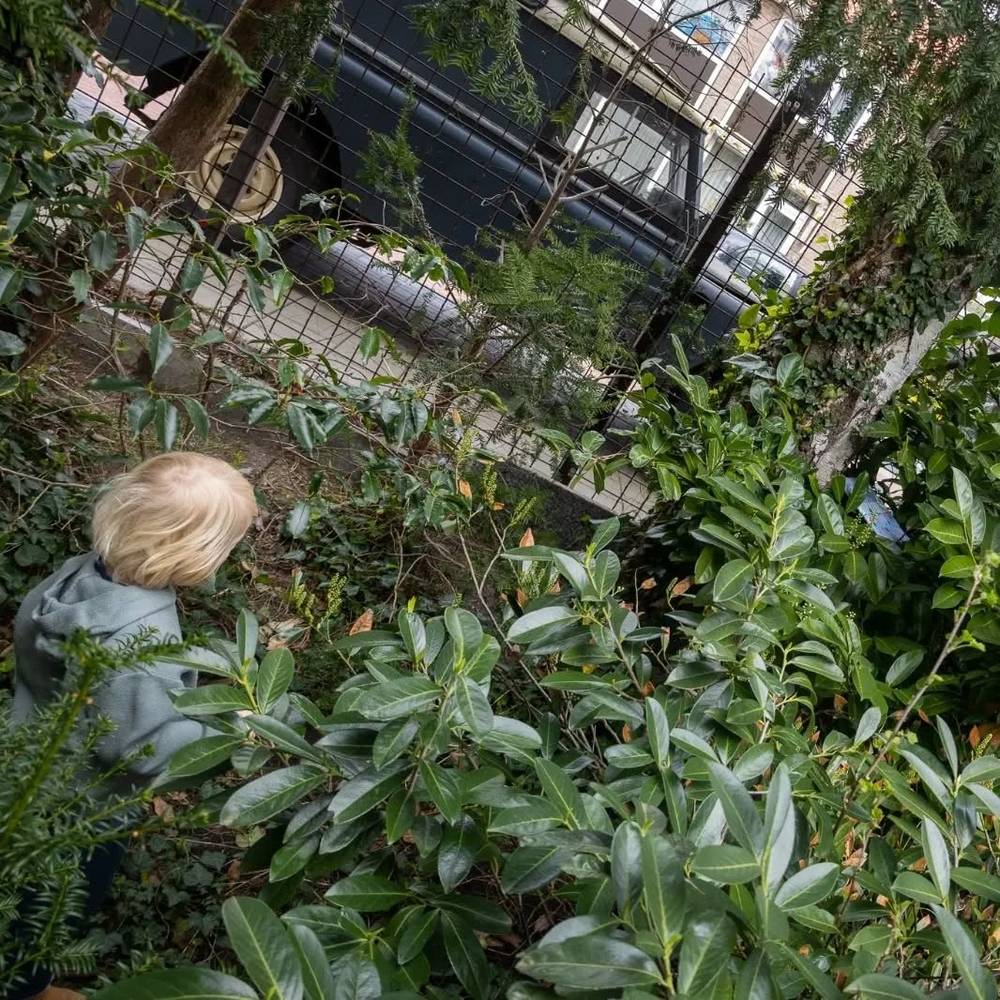 An overhead view of a child exploring dense green garden foliage.