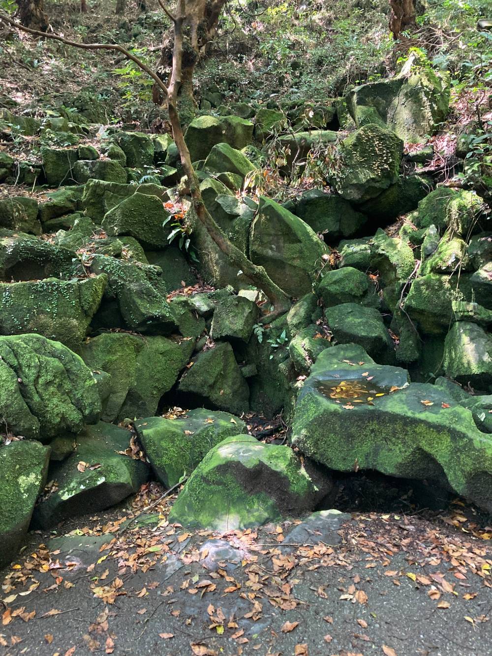 moss